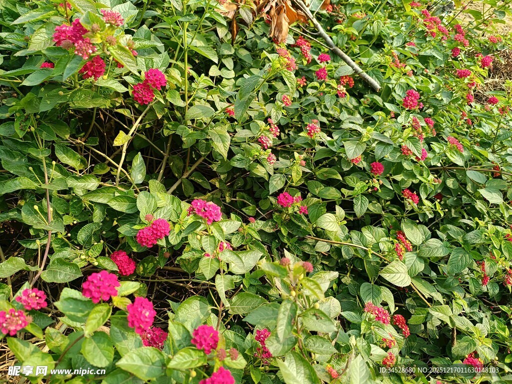 繁花绿叶的生机景象