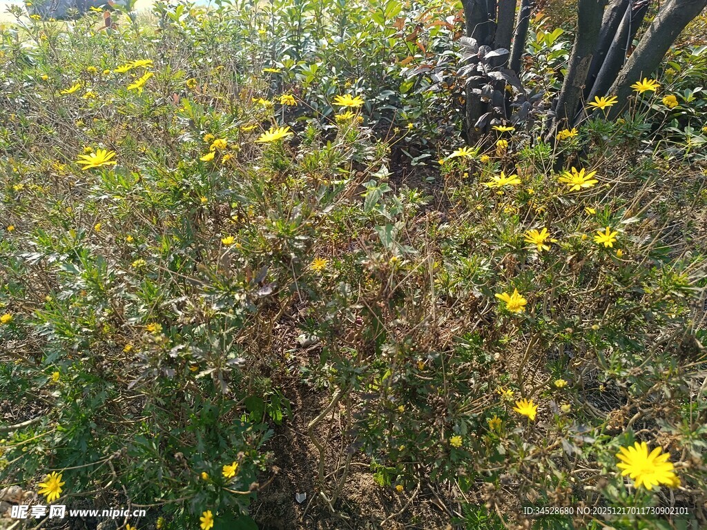 野外绽放的黄色小花