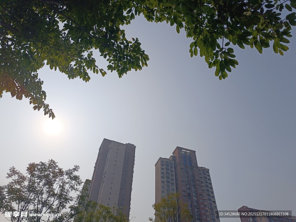 城市高楼与枝叶间的阳光