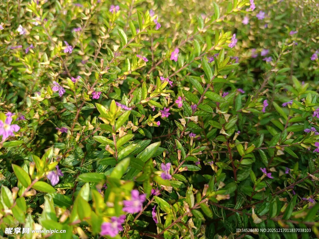 繁茂花丛中的紫色小花