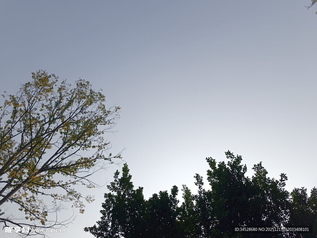 树梢间的天空景色