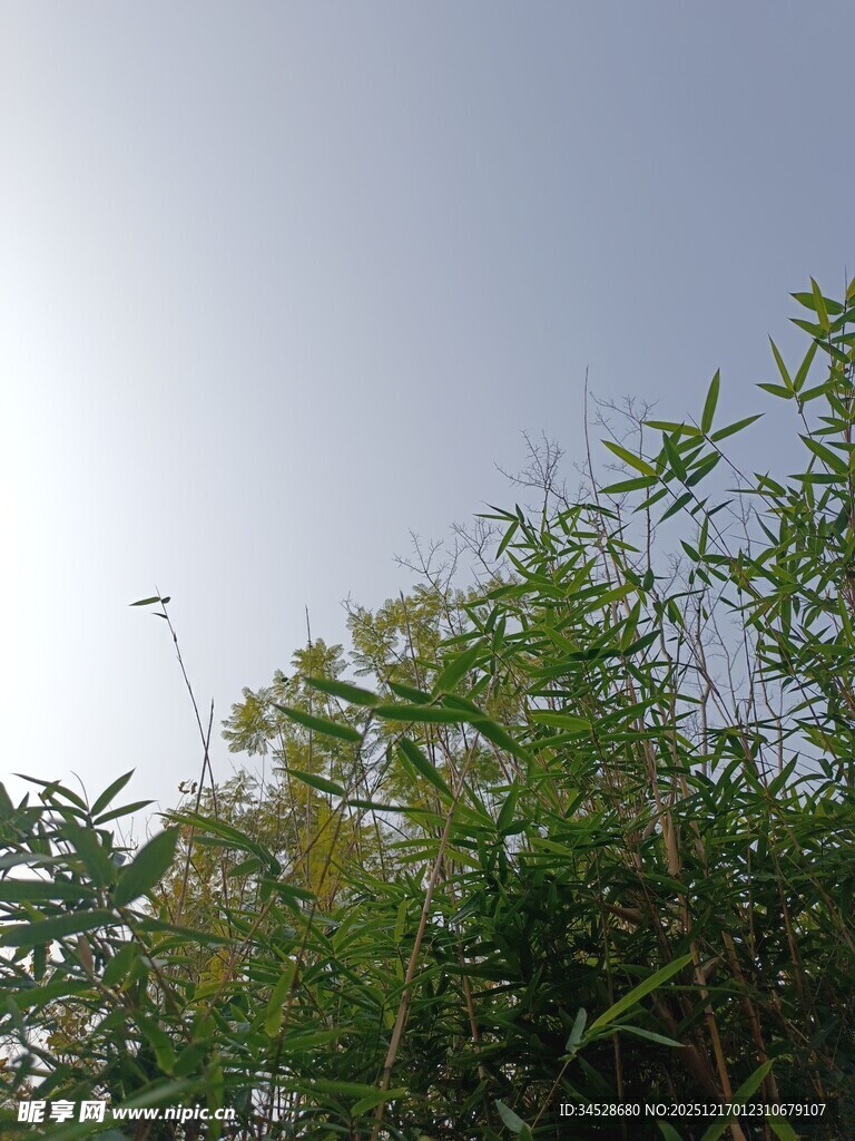 阳光下的葱郁竹林