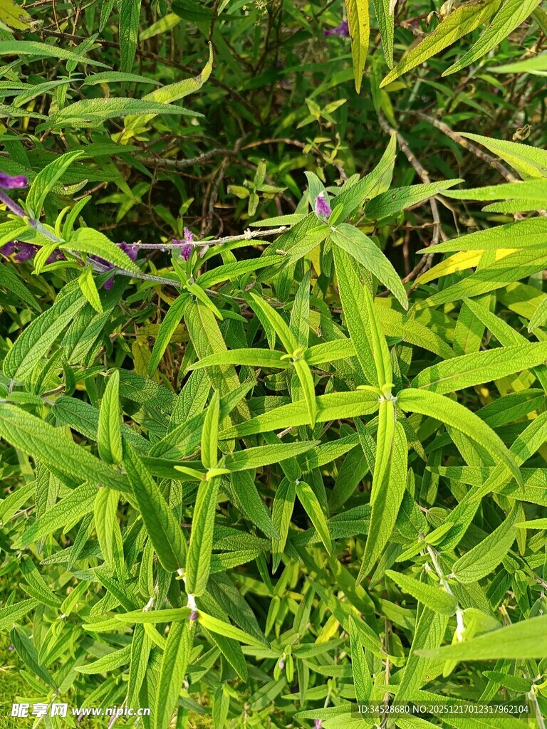 翠绿茂盛的野外植物