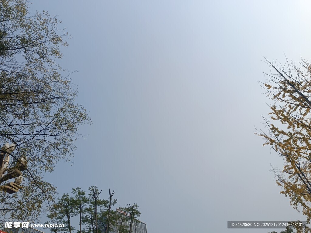 蓝天映衬下的繁茂树木