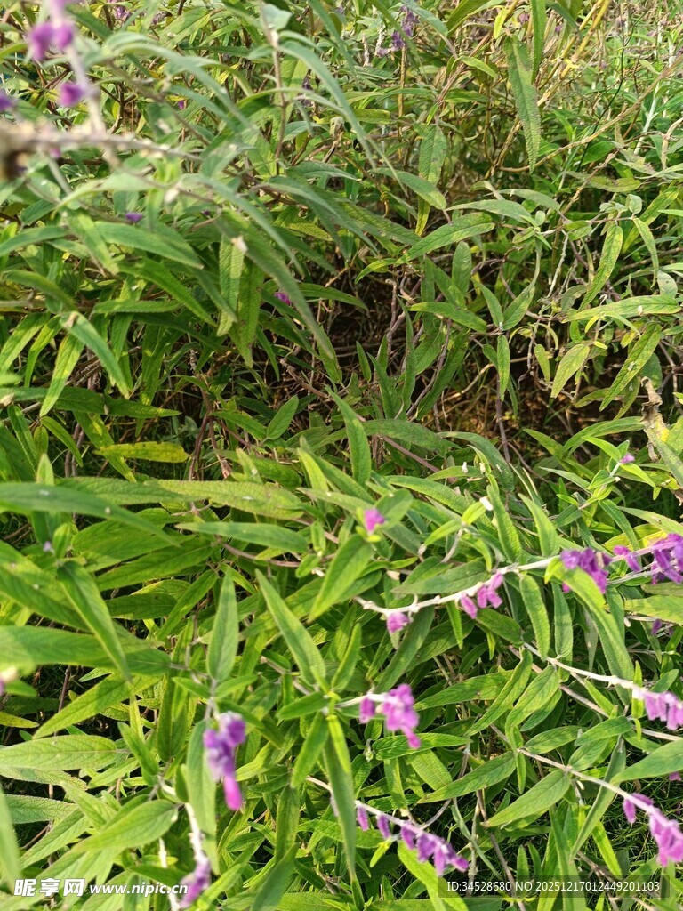 繁茂草丛中的紫色小花