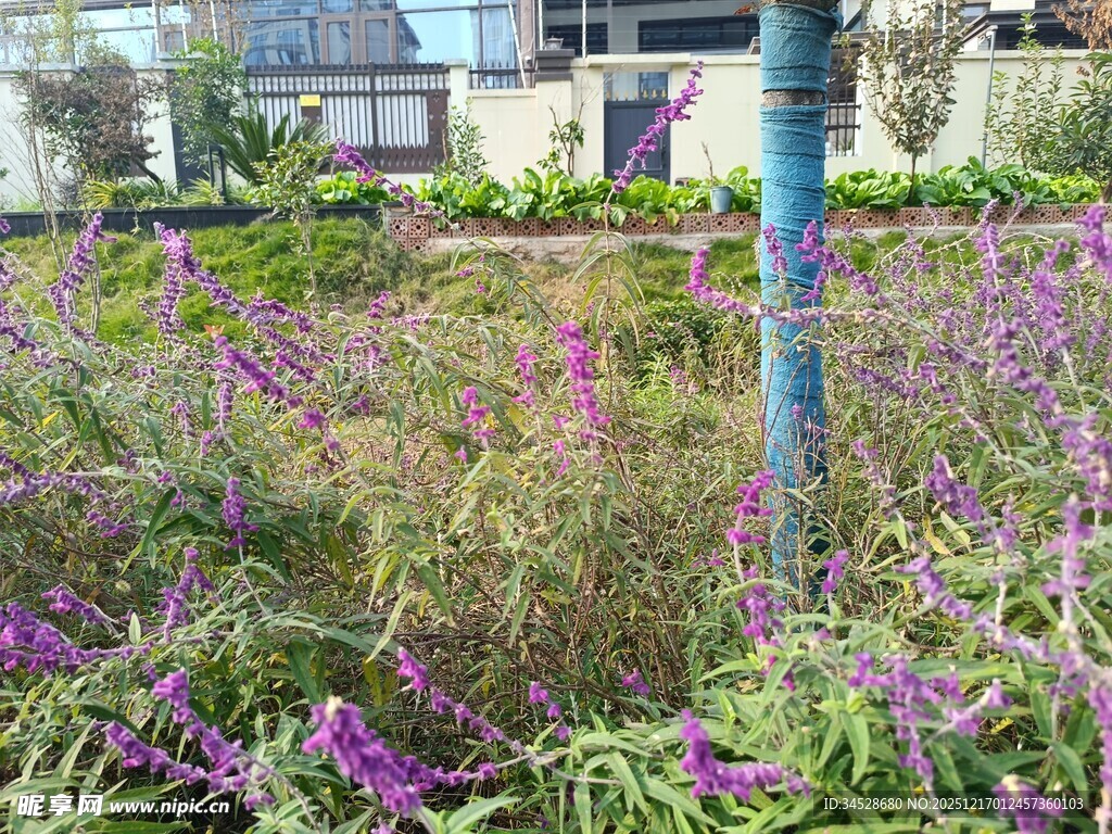 紫色花丛中的蓝色立柱