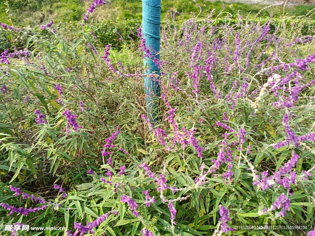紫色花卉丛中的蓝色杆状物