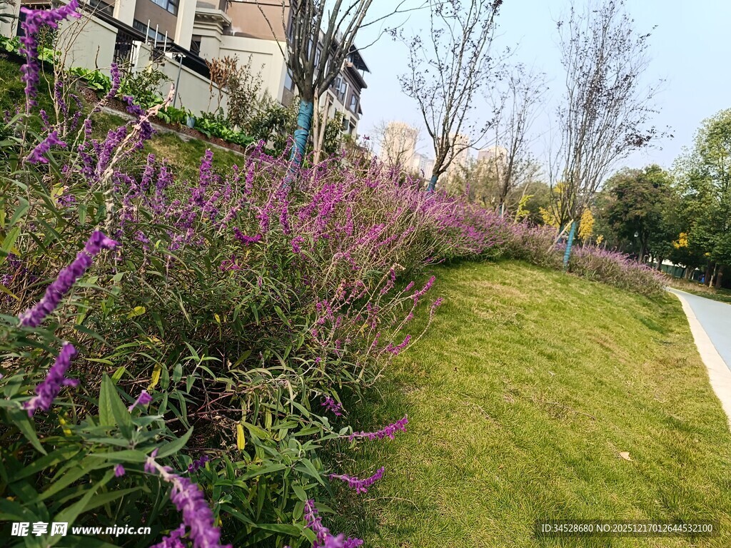 花园小径旁的紫色花卉景观