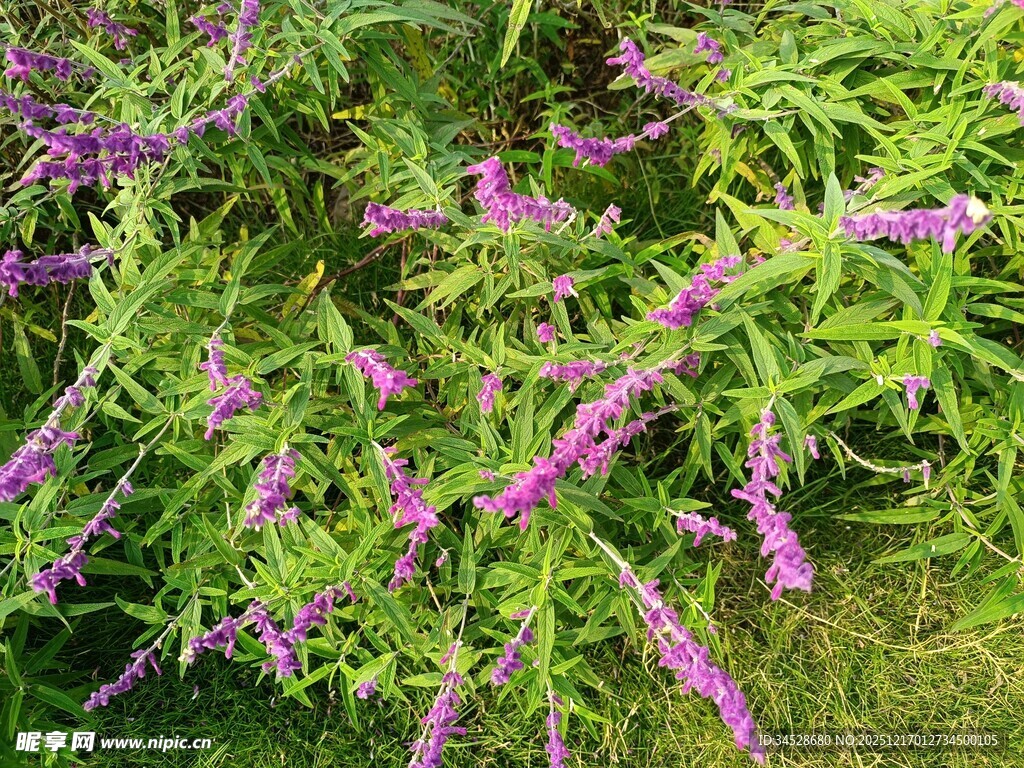 紫色花卉绿植特写