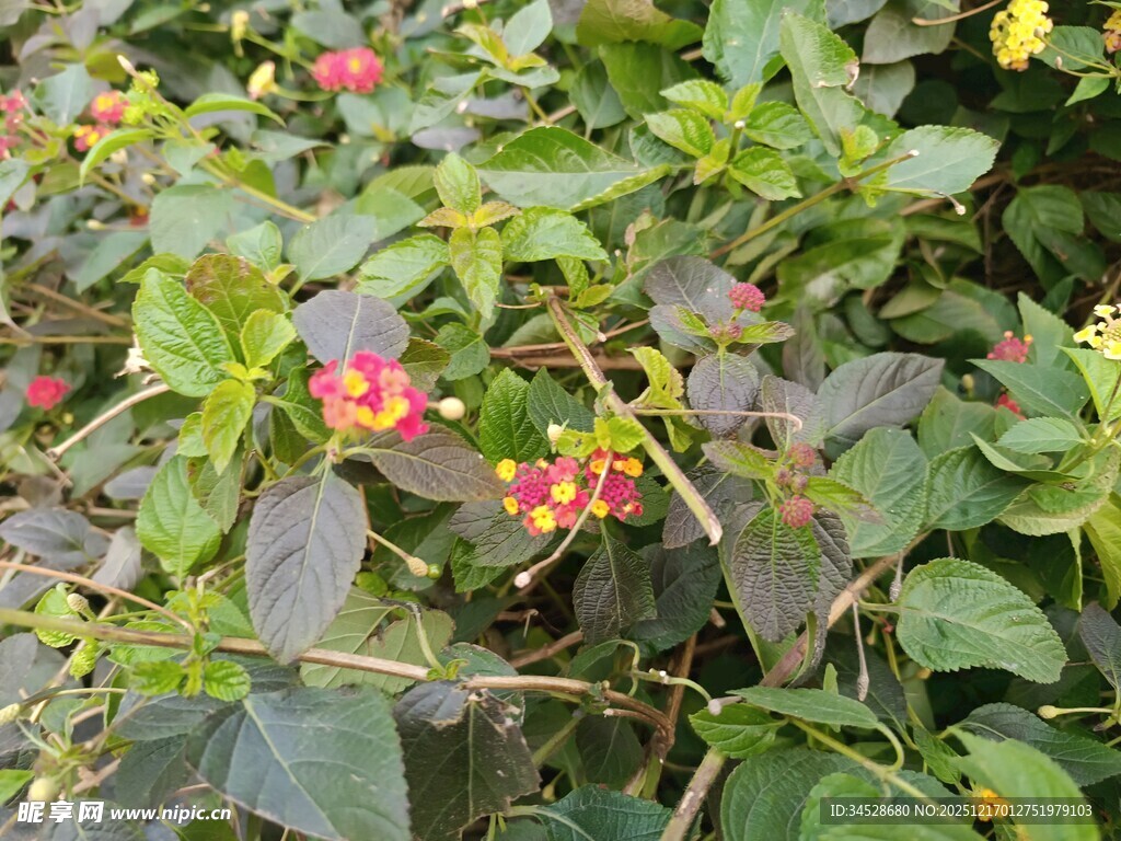 绿叶间的多彩小果实