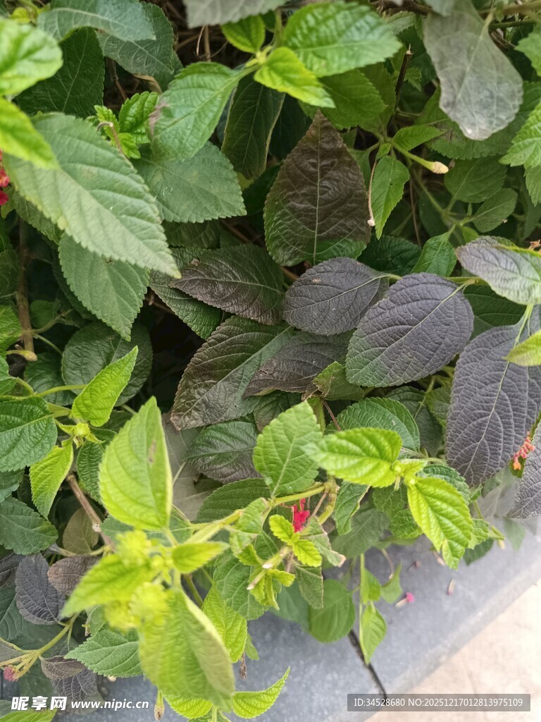 绿叶间的生机盎然景象