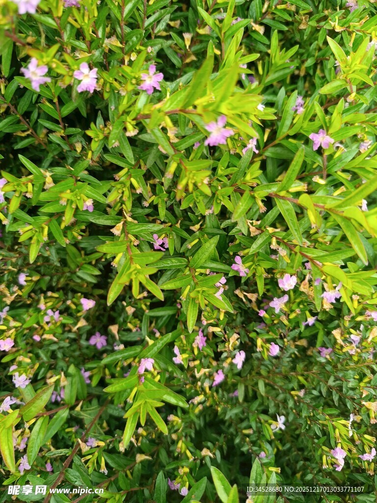 绿叶丛中的粉色小花