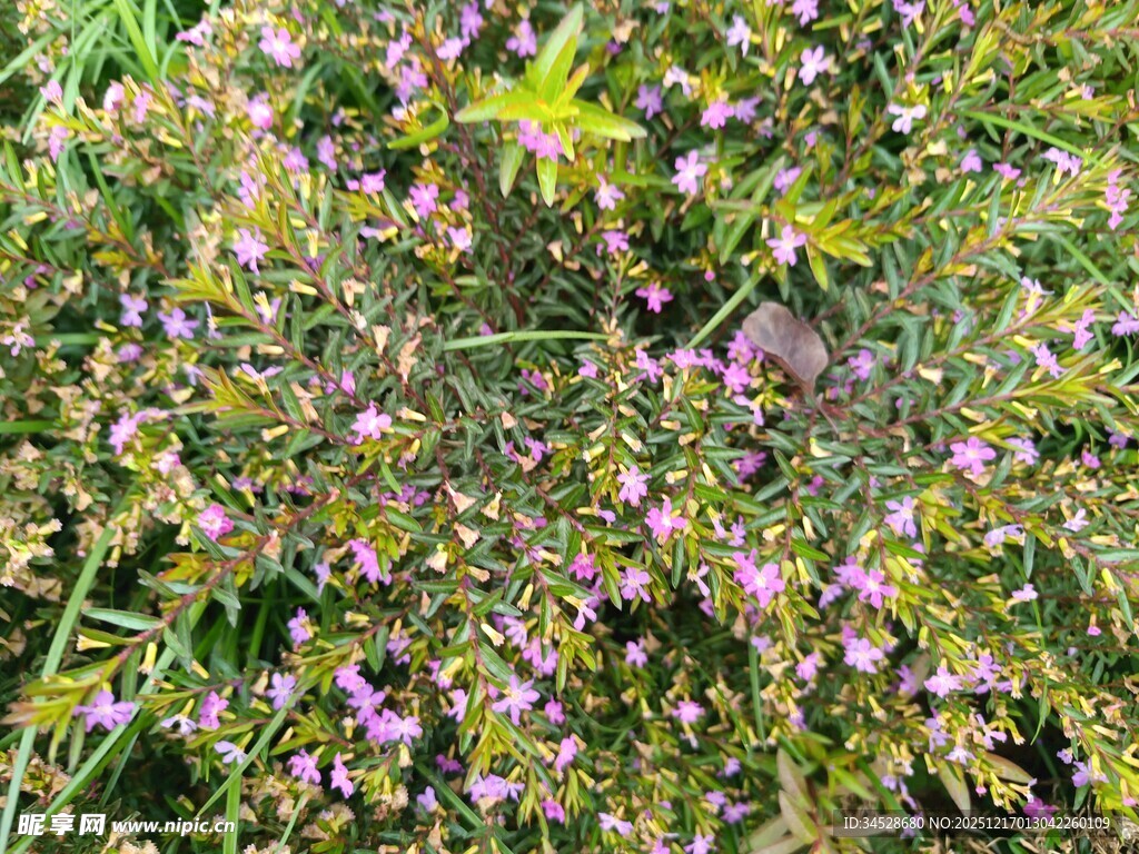 繁茂紫色小花植物景观