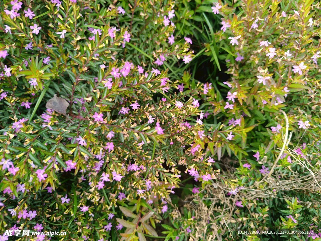 繁茂花丛中的粉色小花