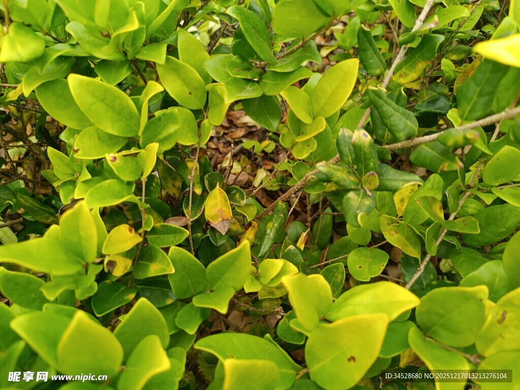 翠绿叶片中的斑驳景象