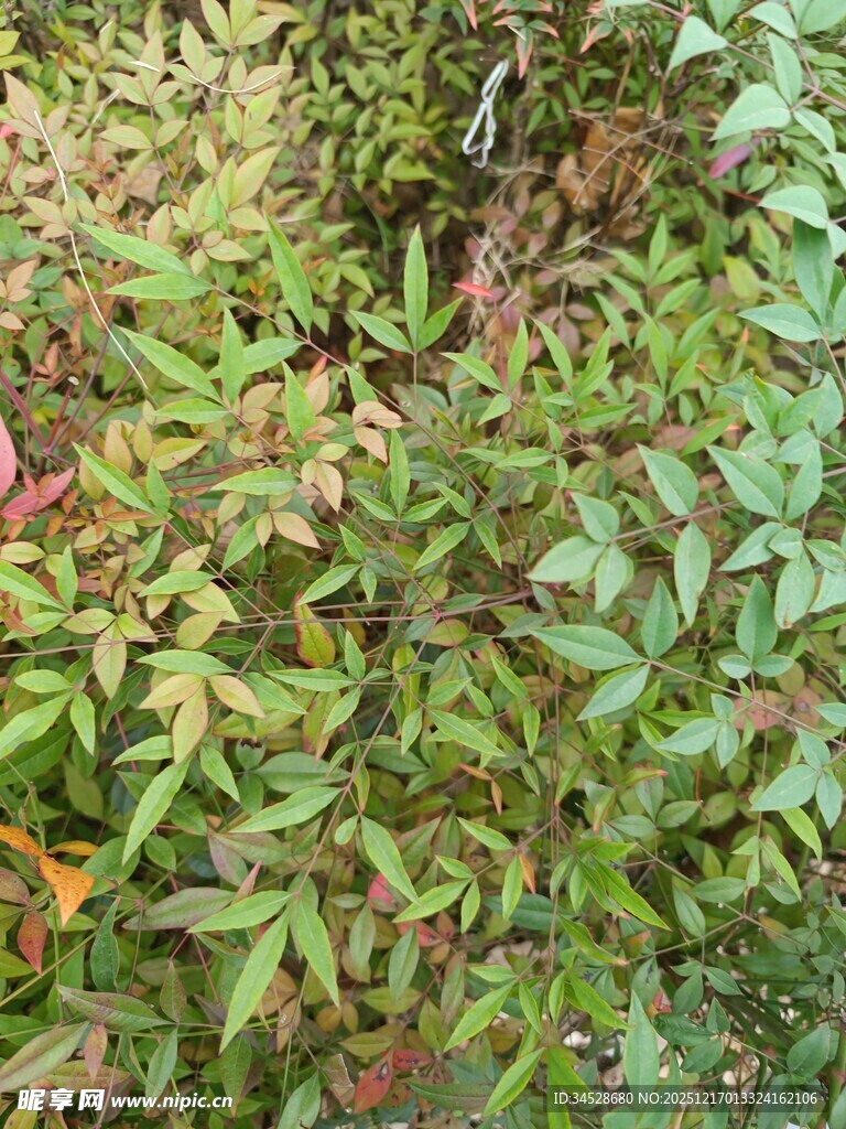 多彩斑斓的植物叶片景观