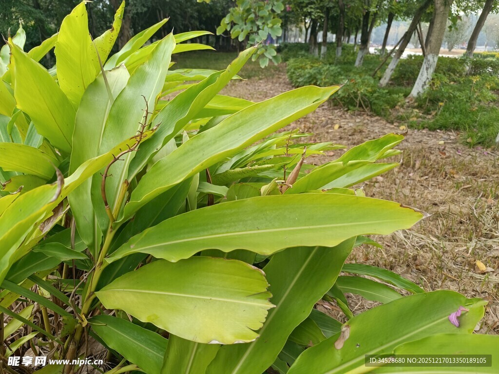 翠绿植物叶片特写