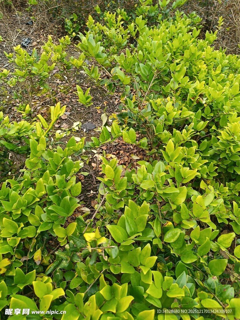 翠绿繁茂的灌木丛