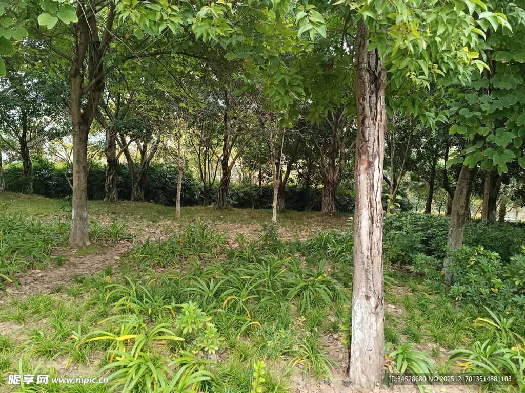 夏日葱郁树林景观