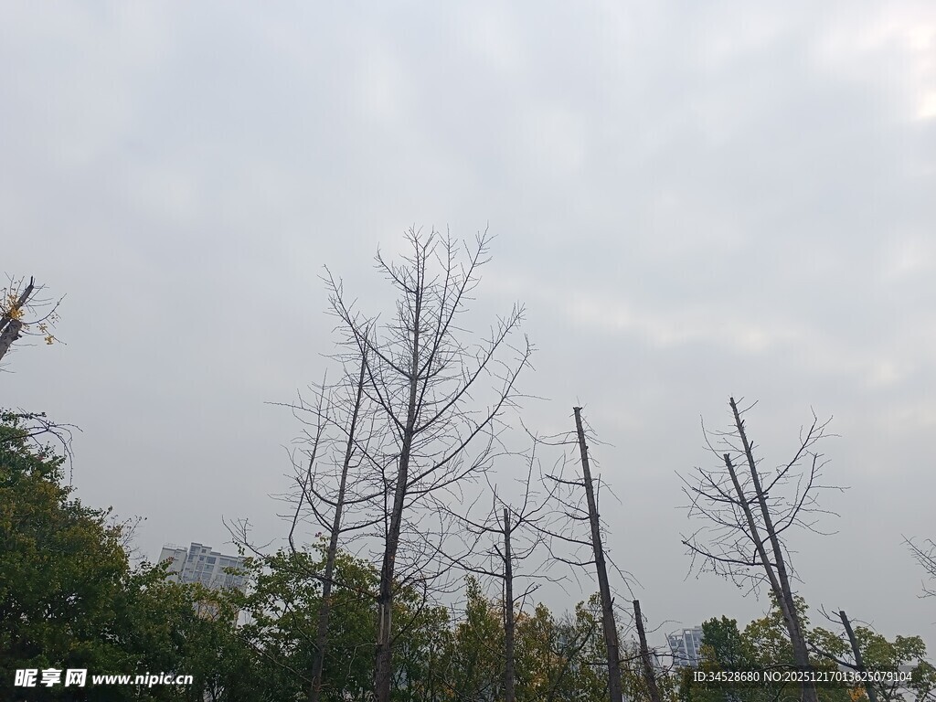 枯树挺立在朦胧天色下