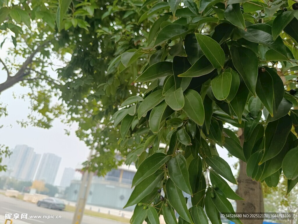 绿叶繁茂的树枝