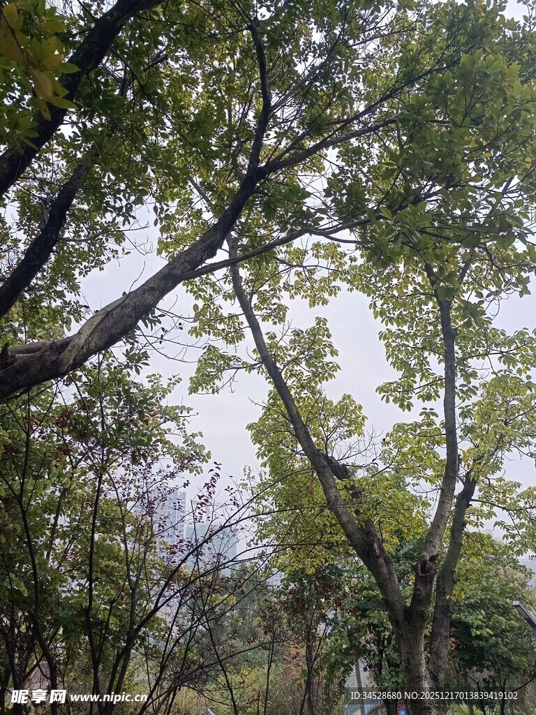 林间绿意盎然的繁茂树木