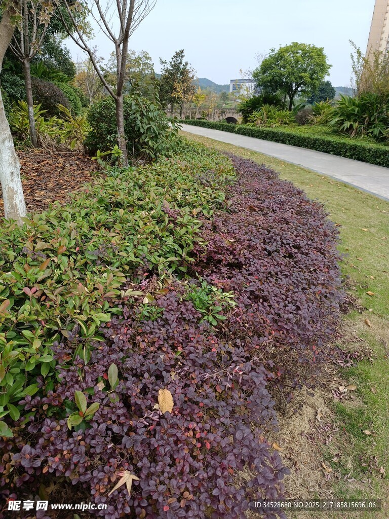 园林景观中的多彩植物带