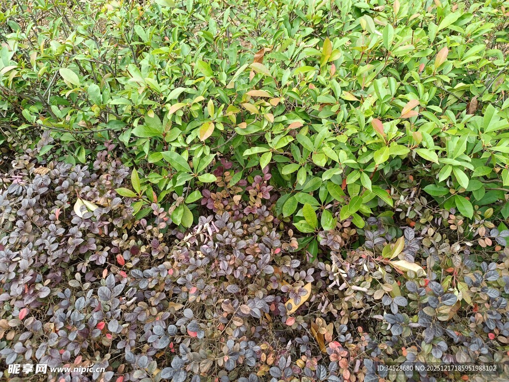 地面绿植与枯叶景象