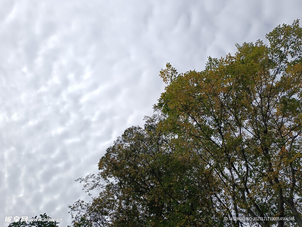 天空下的树木枝叶景观