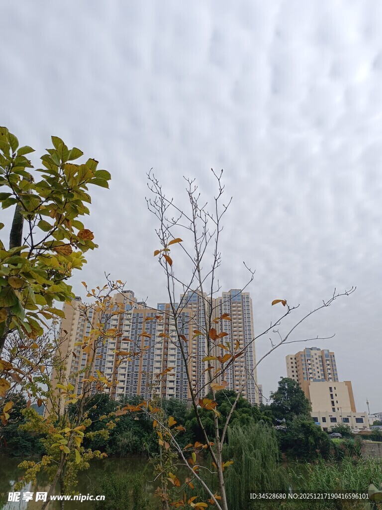 湖畔高楼与葱郁树木景观