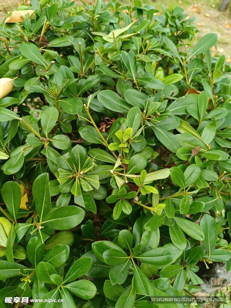 翠绿繁茂的低矮绿植