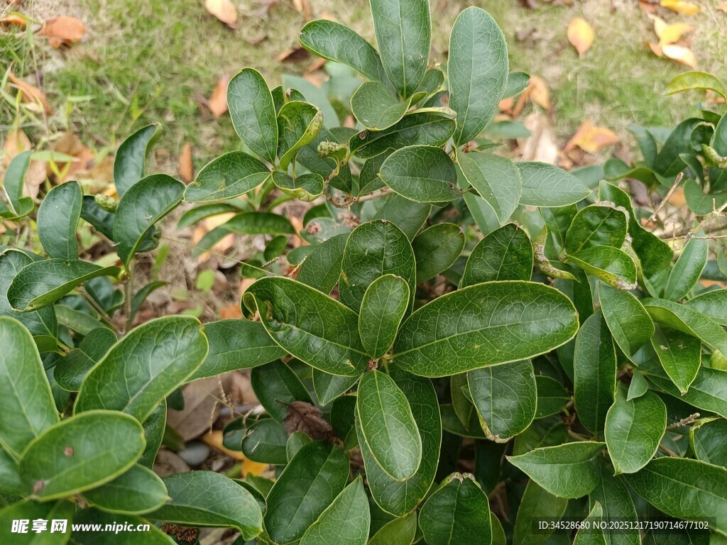 翠绿叶片植物特写