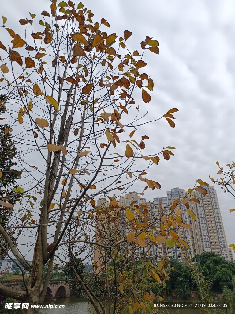 秋日黄叶树与远处建筑
