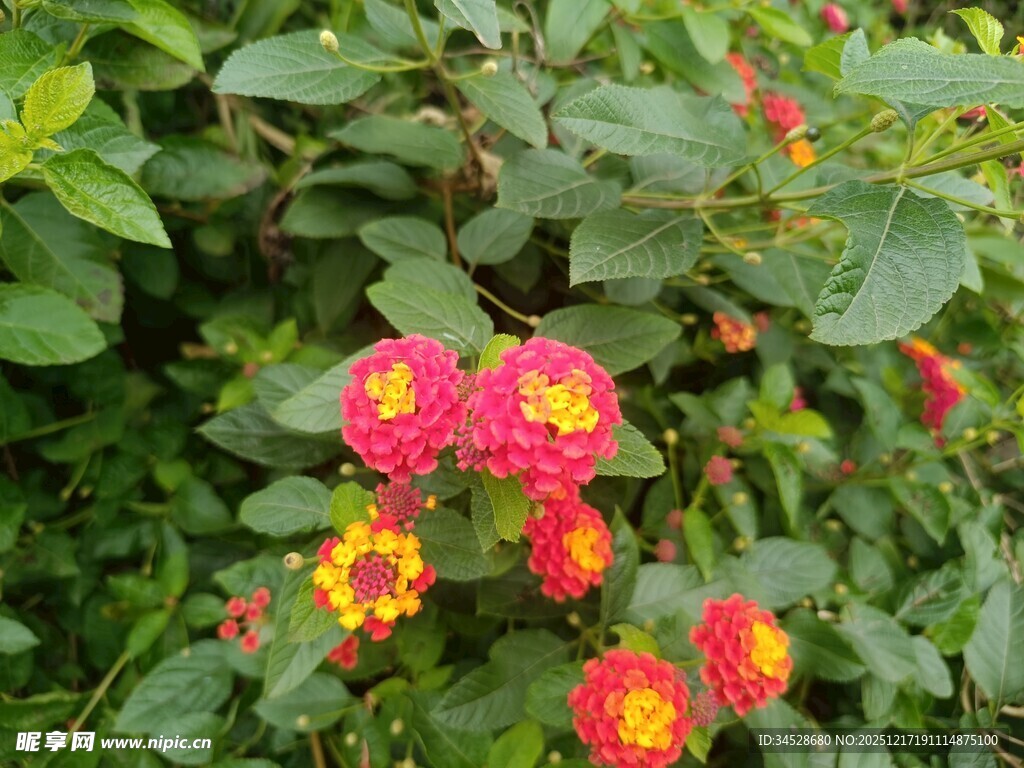 鲜艳双色花朵绽放绿叶间