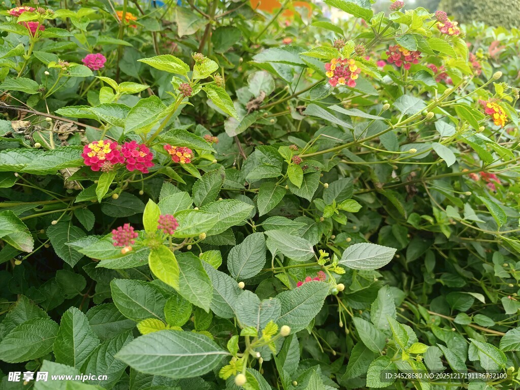 绿叶丛中绽放的艳丽花朵