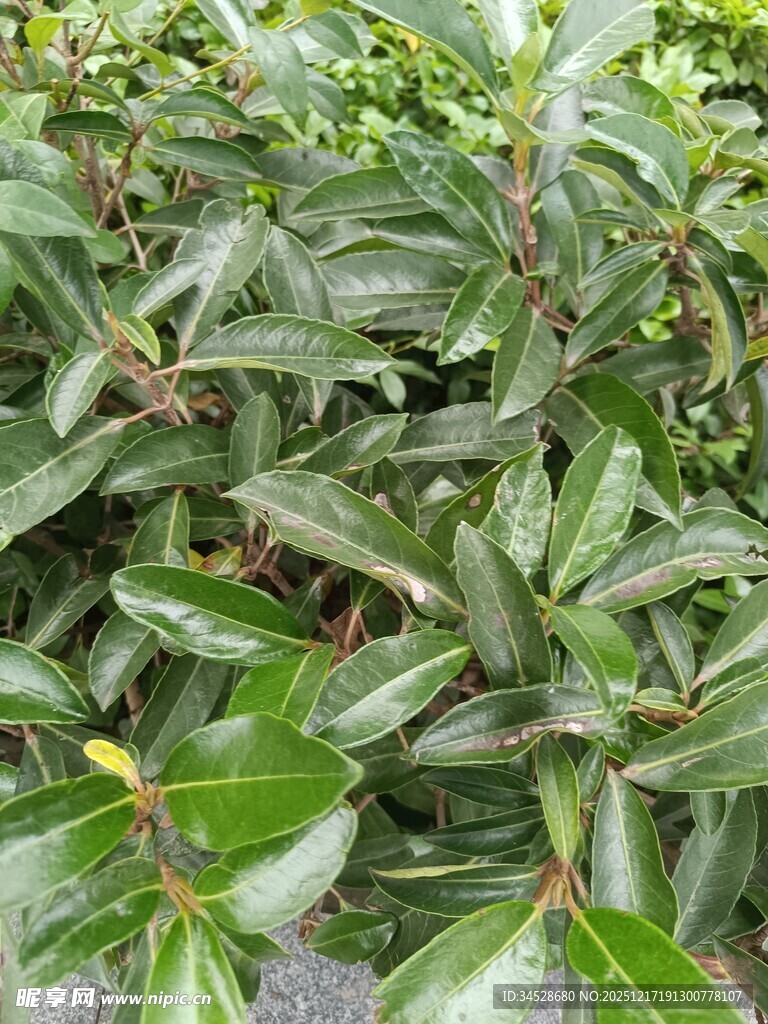 翠绿叶片的植物特写