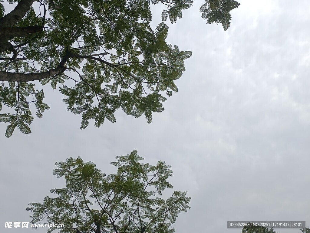 仰视天空下的繁茂树枝