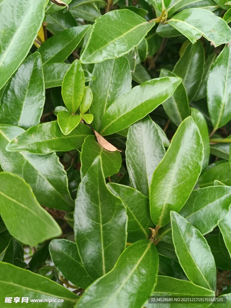 翠绿叶片植物特写