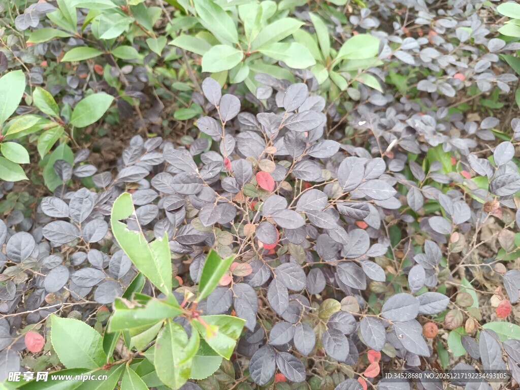 紫叶植物与红果景观