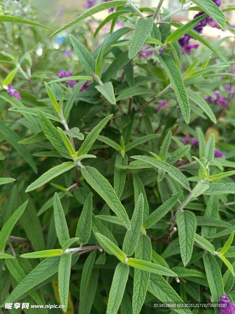 绿叶间的紫色小花