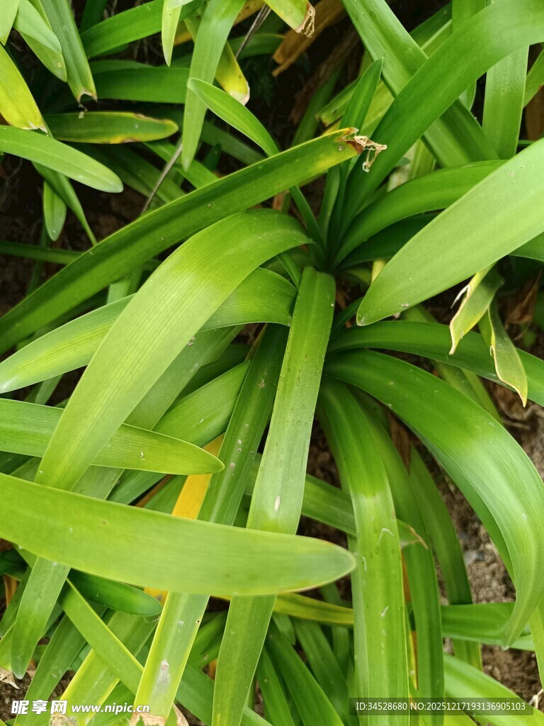 翠绿修长叶片的植物