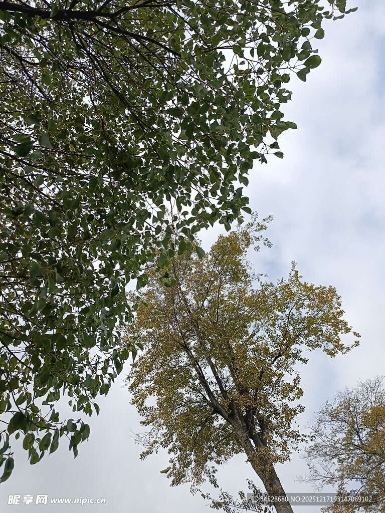 仰视繁茂树木枝叶