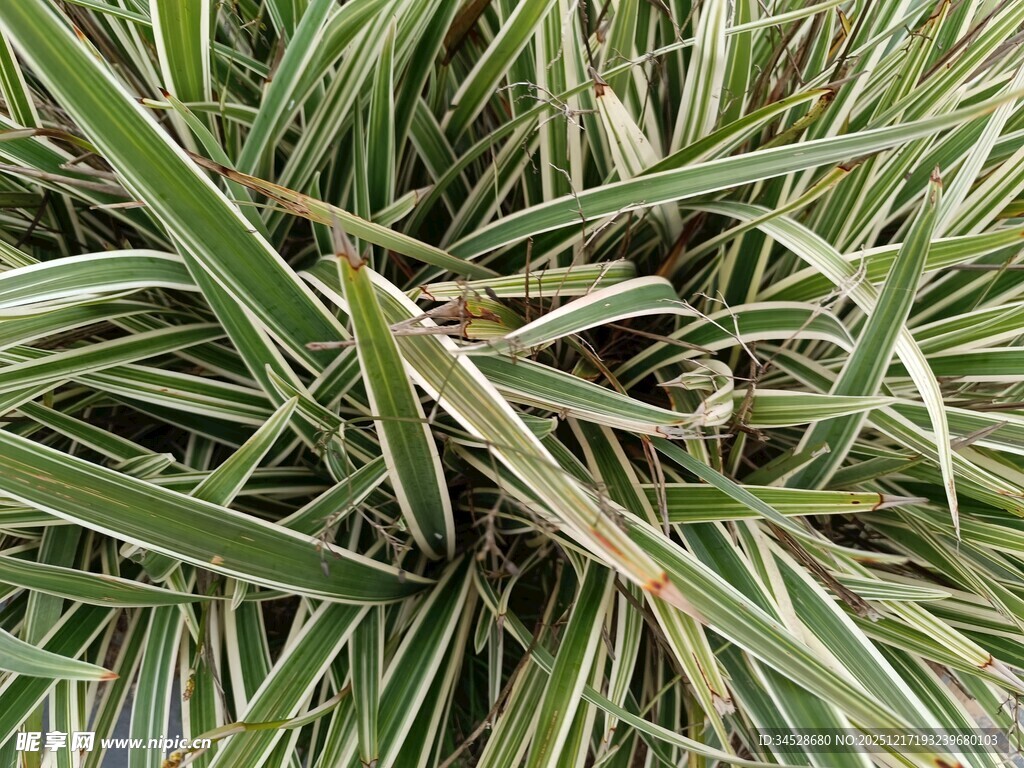 细长条纹叶片特写