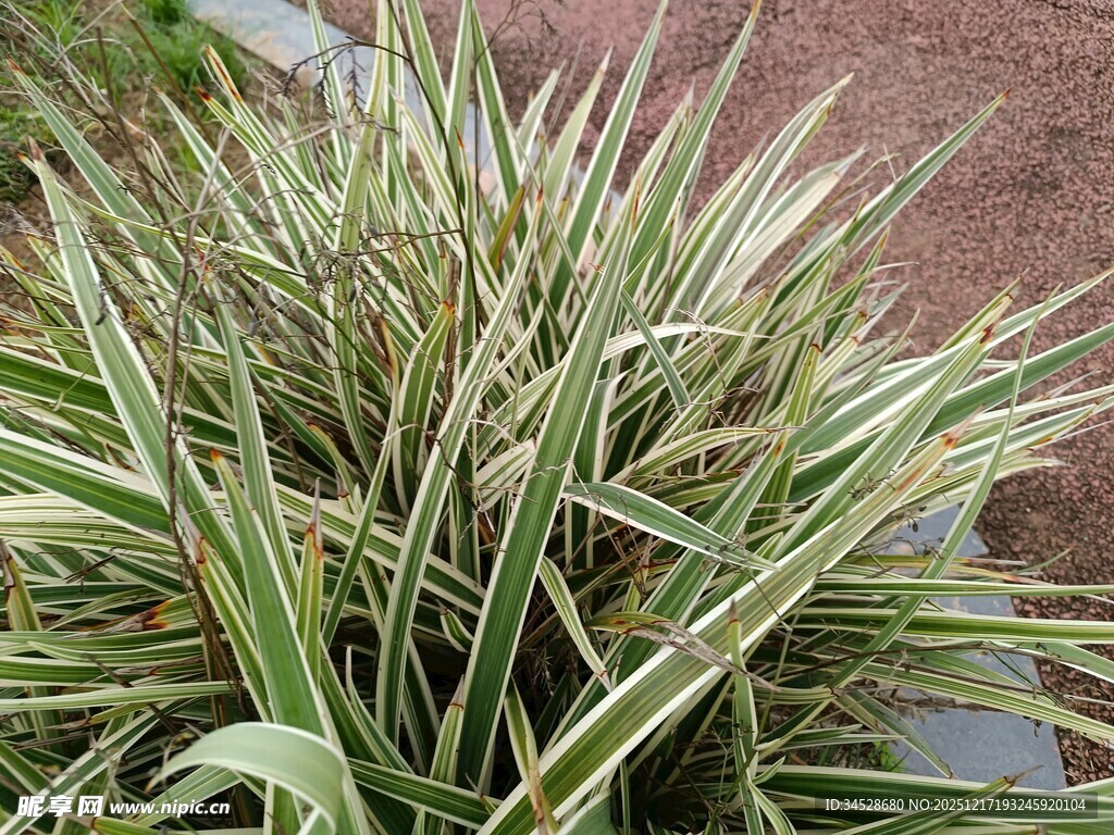 金边麦冬植物景观