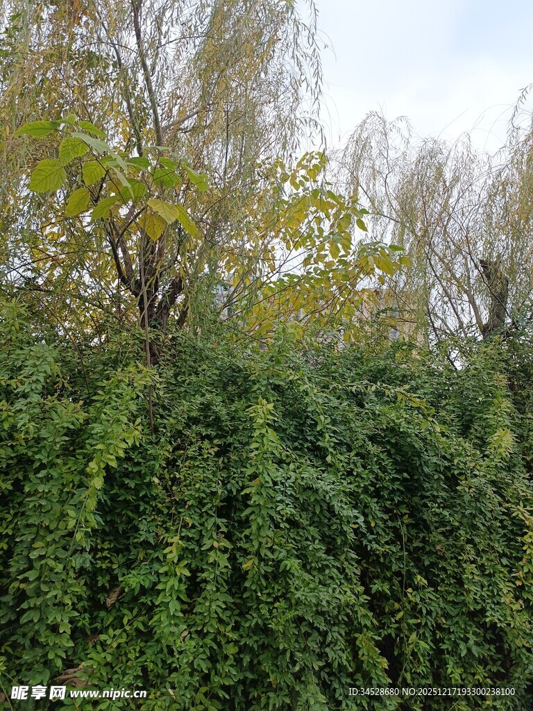 繁茂绿植覆盖的自然景象