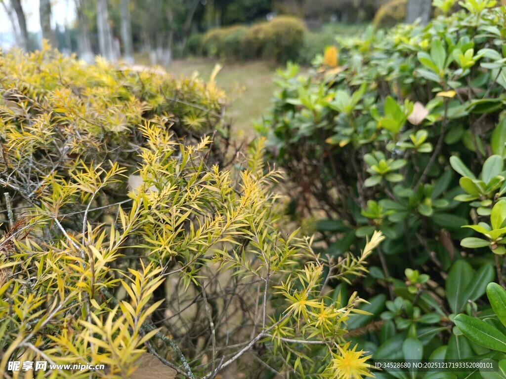 金黄绿植与周边绿植景观