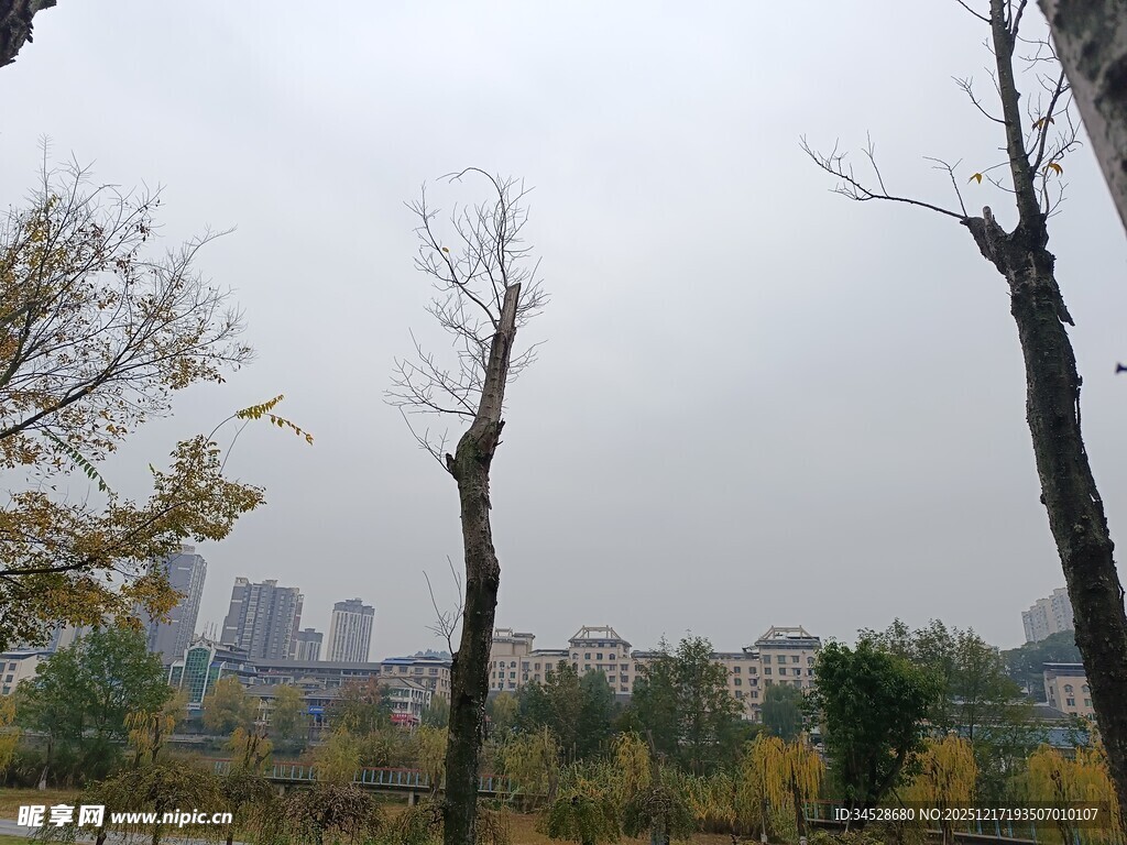 秋日萧瑟树林与远处建筑