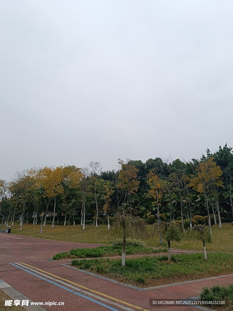 秋日公园道路与树林景色