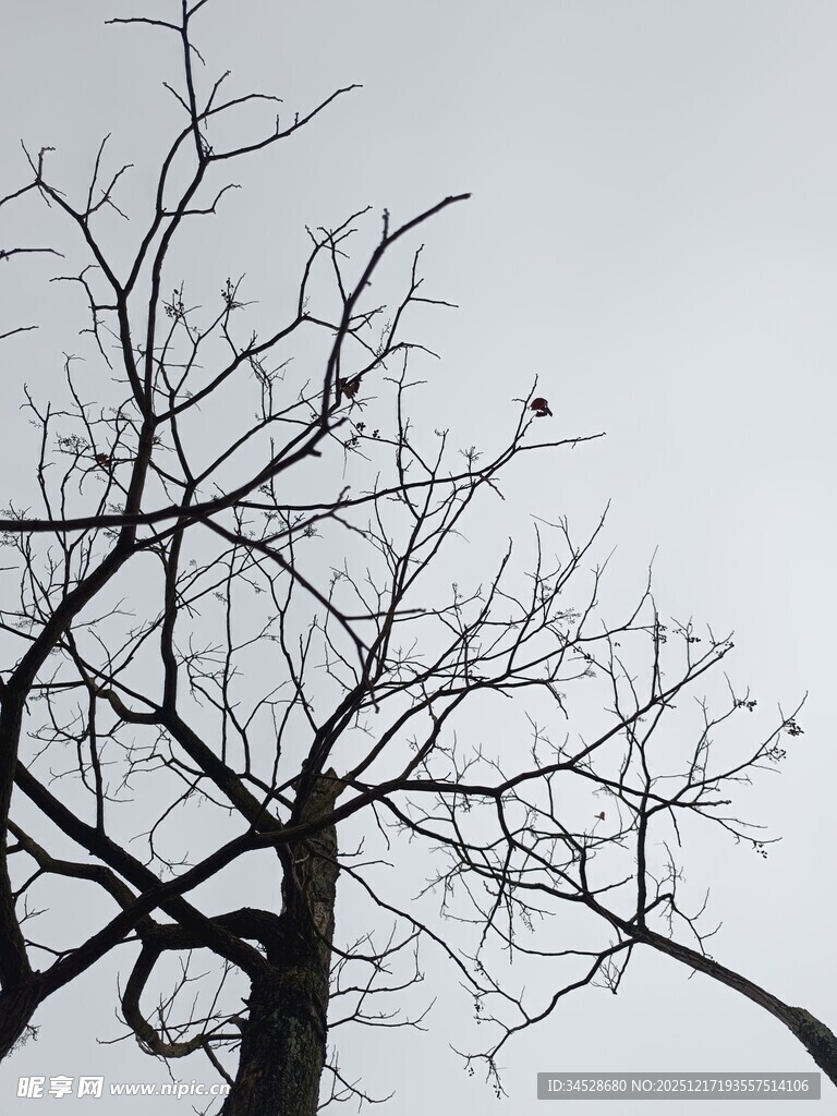 冬日枯树剪影
