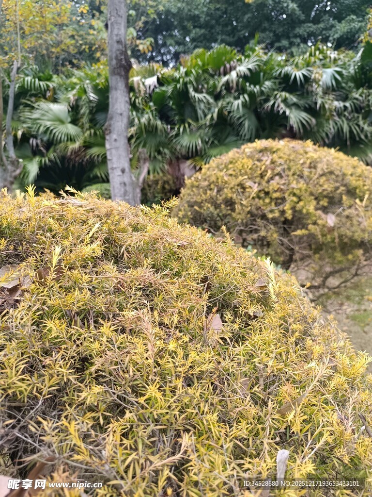 秋日园林里的金黄灌木丛